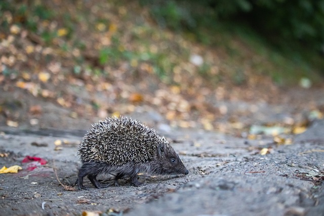 队不仅仅是 队不仅仅是